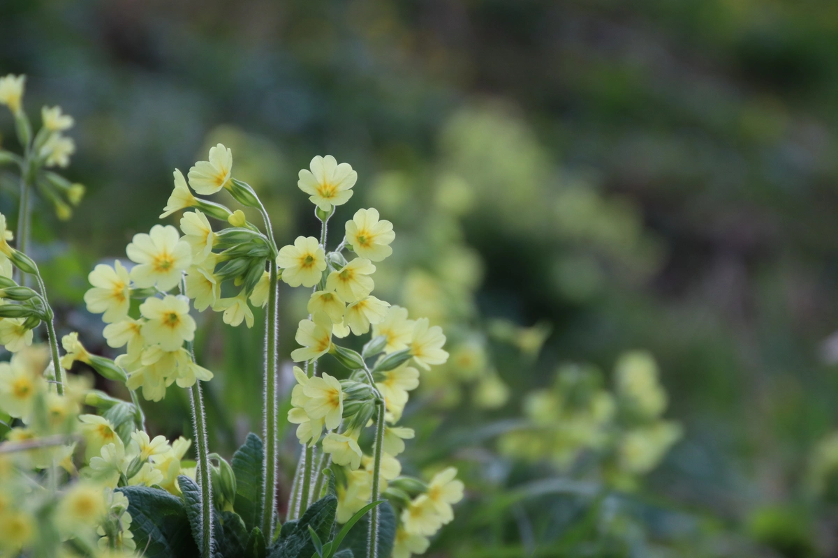 We Invest in Nature Conservation and Restoration